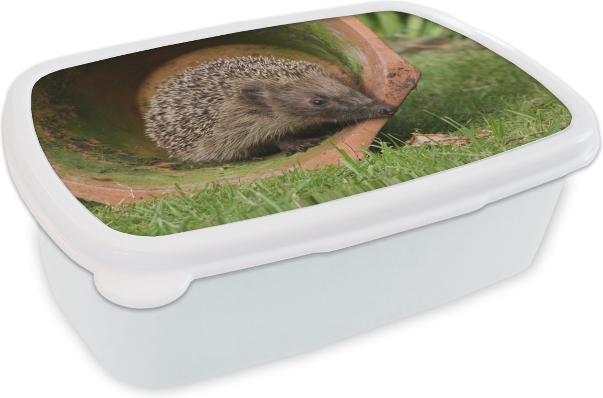 Broodtrommel Wit - Lunchbox - Brooddoos - Egel in een pot - 18x12x6 cm - Volwassenen