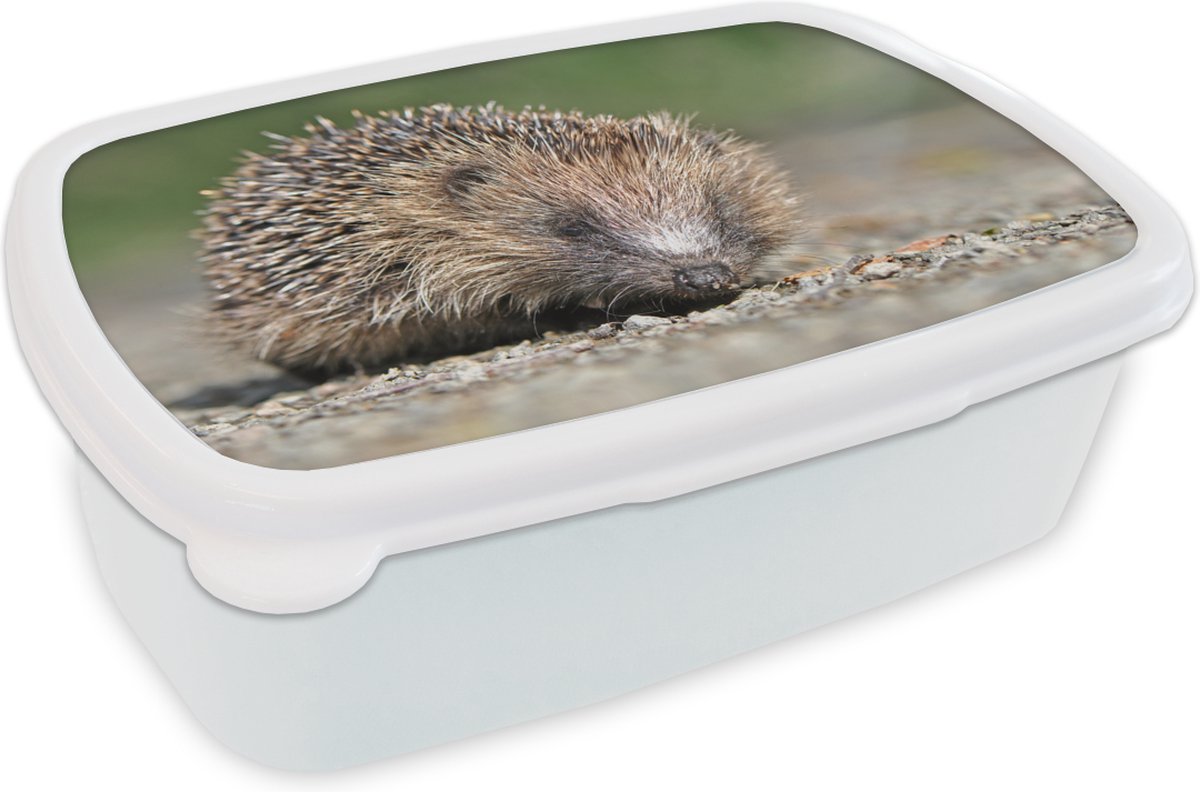 Broodtrommel Wit - Lunchbox - Brooddoos - Egel op grind - 18x12x6 cm - Volwassenen
