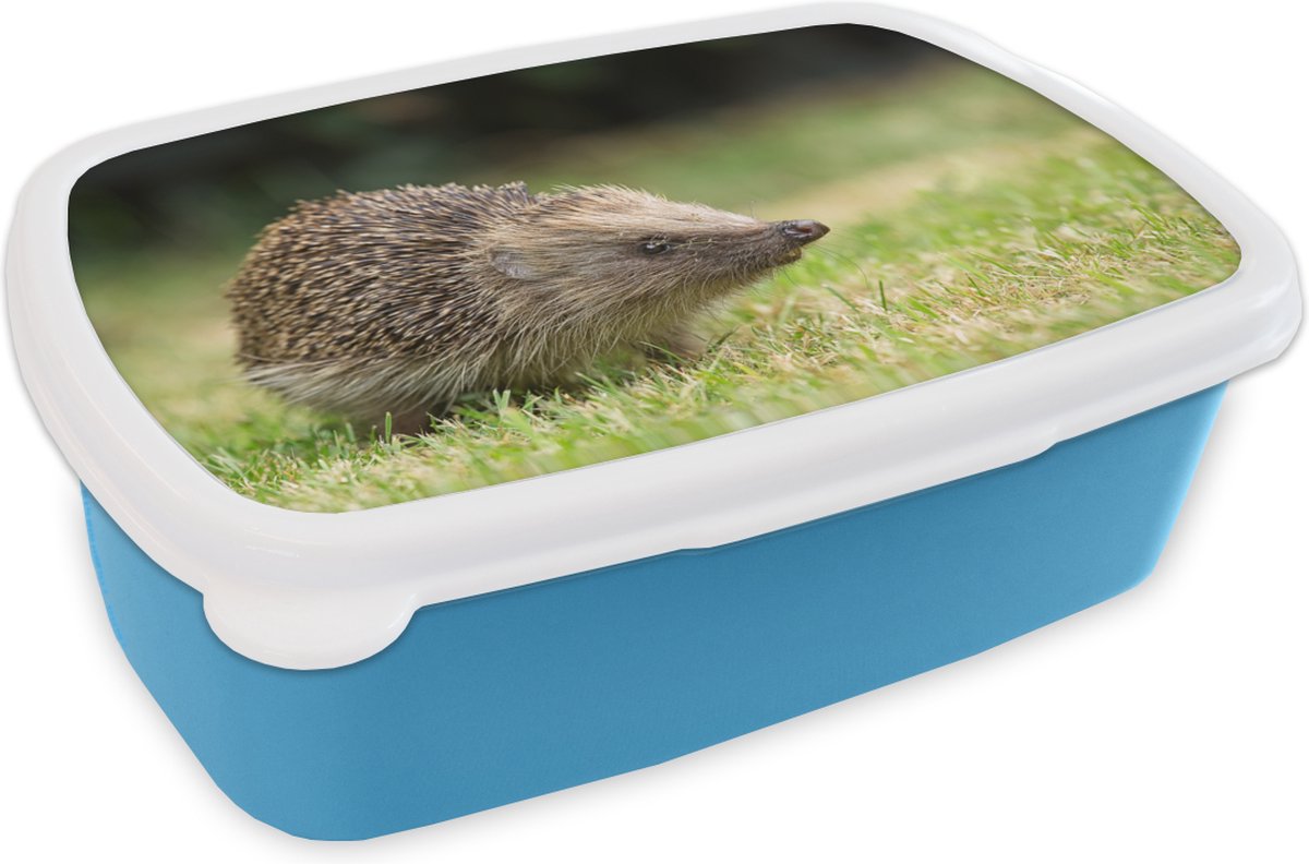 Broodtrommel Blauw - Lunchbox - Brooddoos - Egel in de tuin - 18x12x6 cm - Kinderen - Jongen