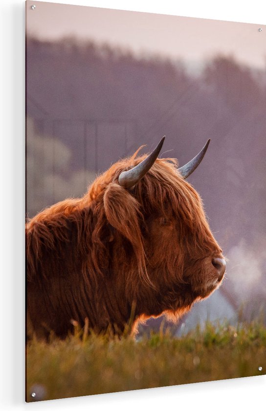 Artaza Glasschilderij - Schotse Hooglander Koe Ligt In Het Gras - 60x80 - Plexiglas Schilderij - Foto op Glas