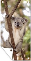 Schuttingposter Koala - Takken - Dier - Kinderen - Jongens - Meiden - 100x200 cm - Tuindoek