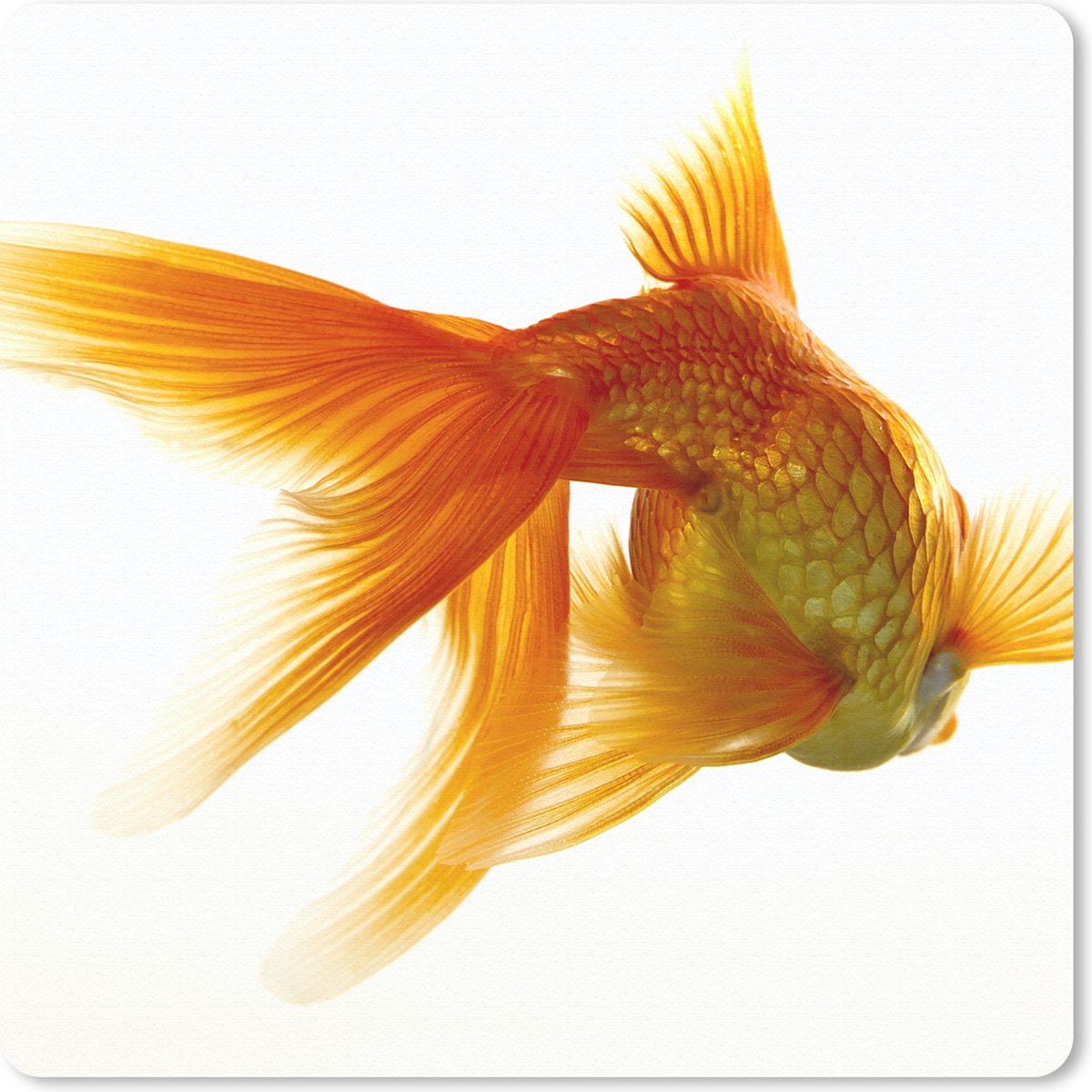 Muismat 30x30 cm - Mousepad Goudvis - Zeedieren - Wit - Muismatten