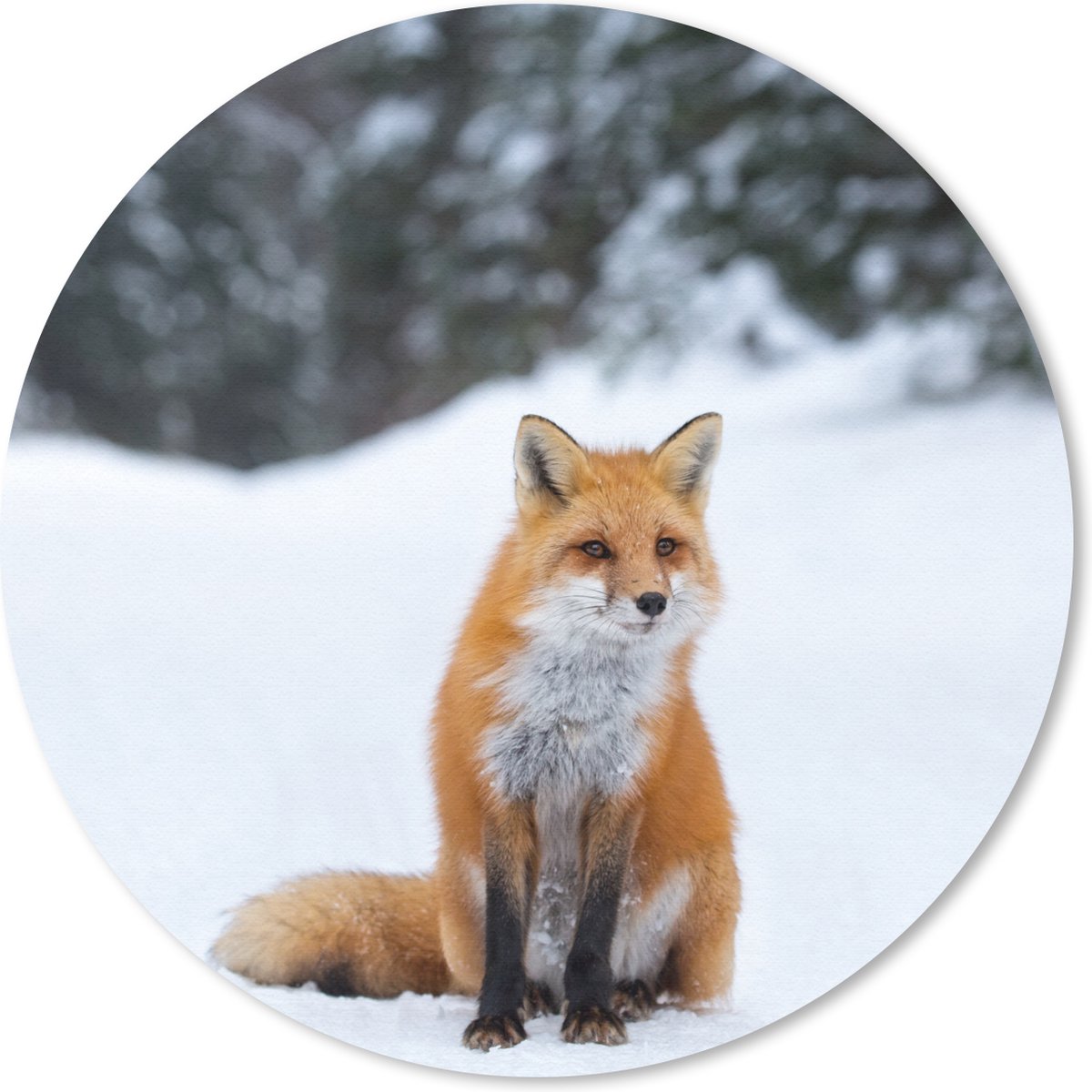Muismat rond 30x30 cm - Mousepad Vos - Sneeuw - Bos - Ronde muismatten