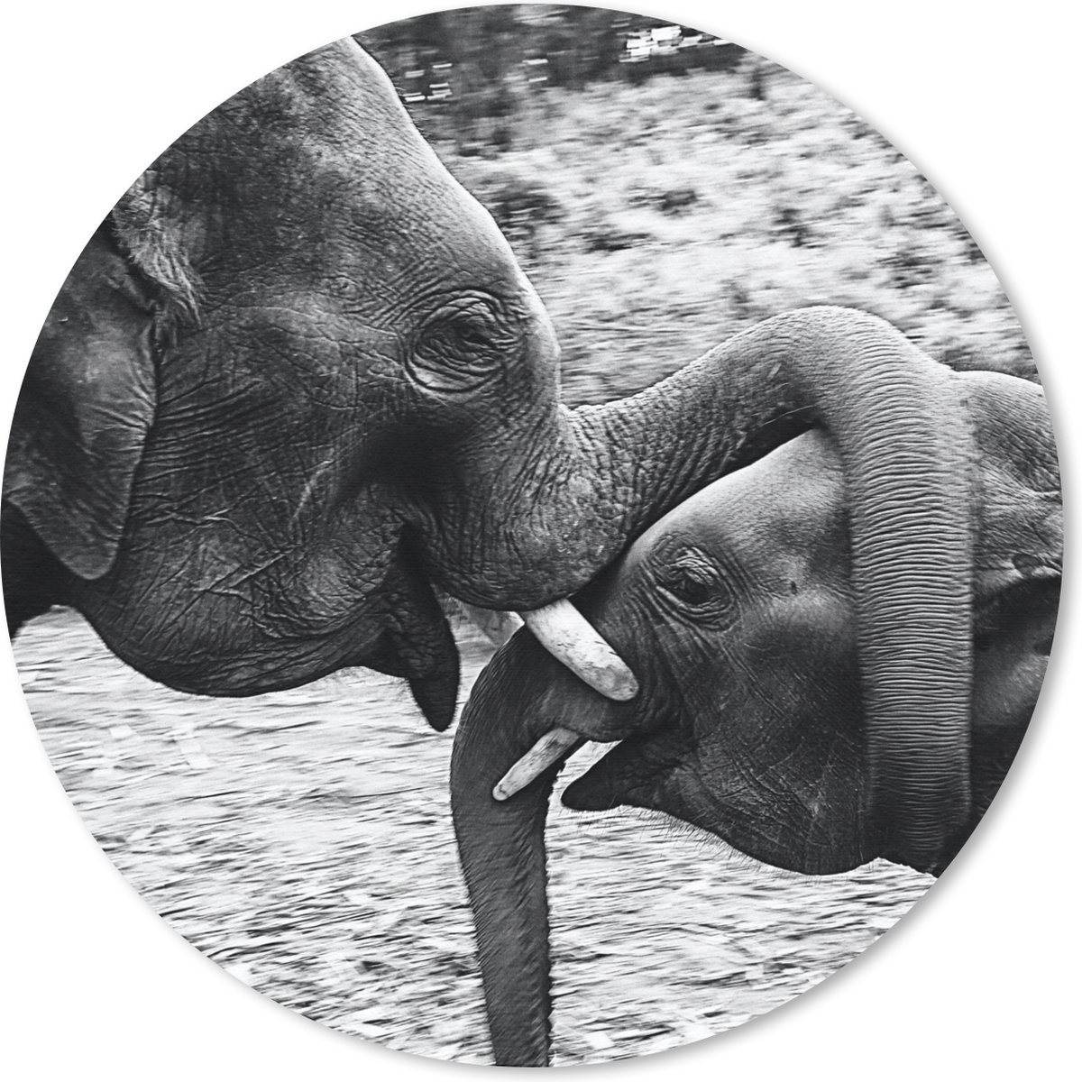 Muismat - Mousepad - Rond - Knuffelende olifanten in zwart-wit - 50x50 cm - Ronde muismat