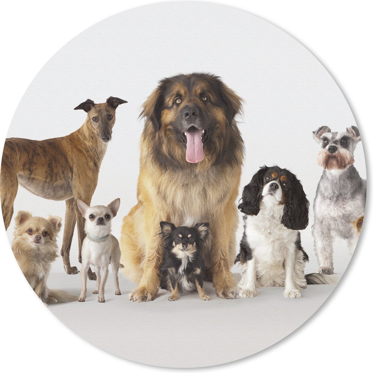 Muismat rond 40x40 cm - Mousepad Groepsportret van honden - Ronde muismatten