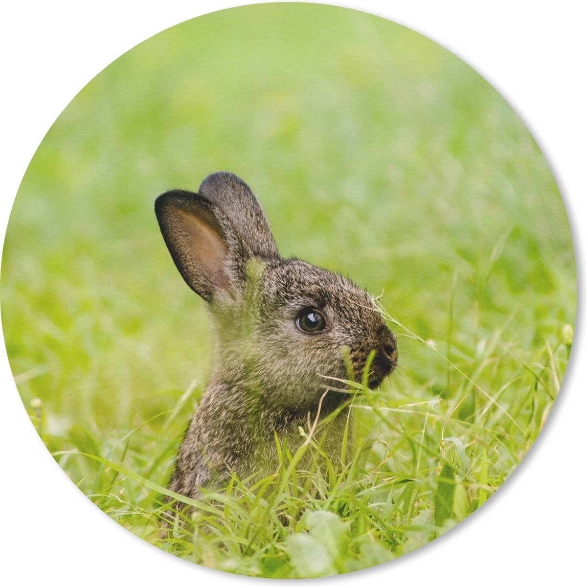Muismat rond 30x30 cm - Mousepad Konijn - Baby - Gras - Ronde muismatten