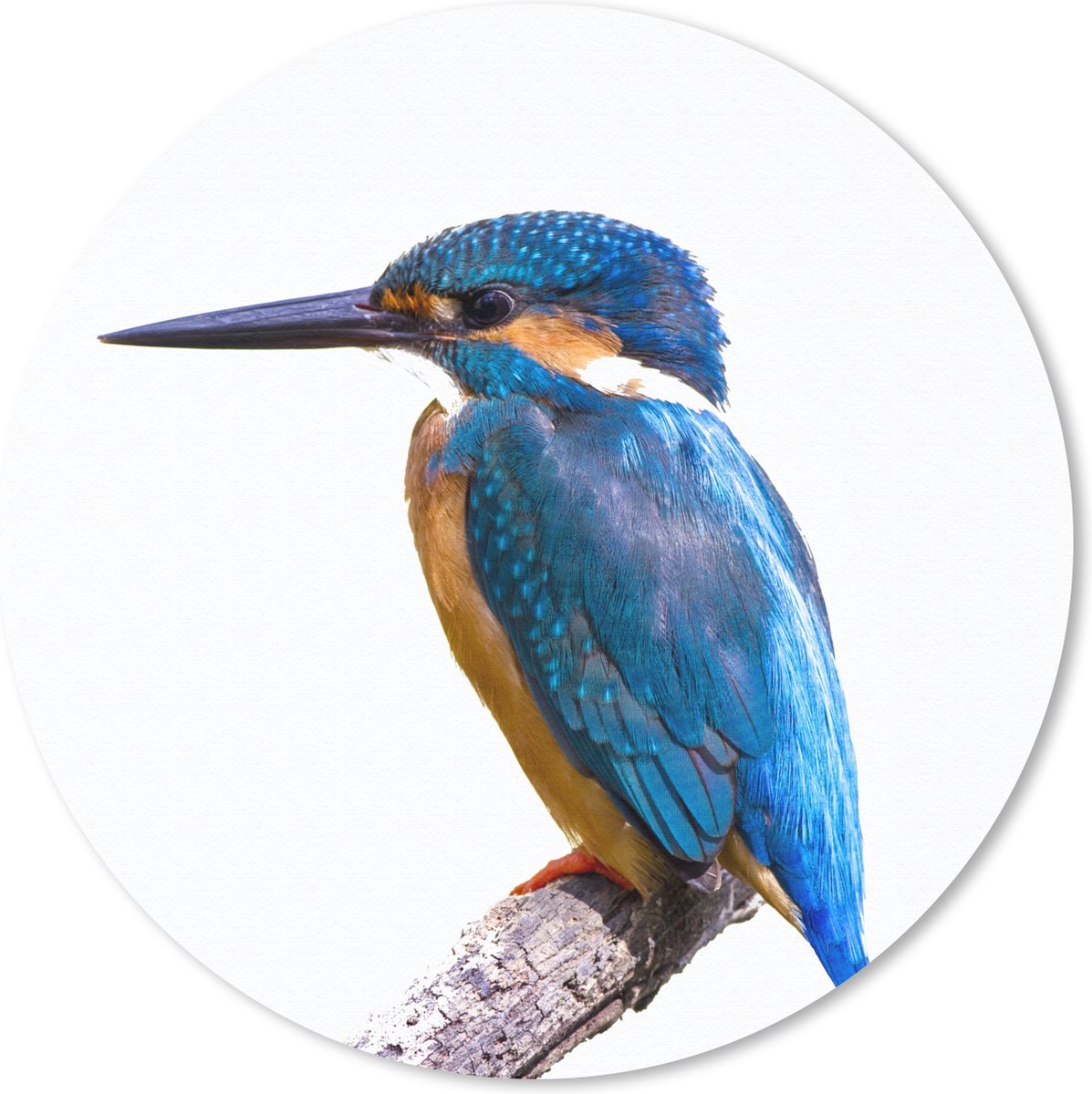 Muismat rond 40x40 cm - Mousepad IJsvogel - Veren - Tak - Blauw - Ronde muismatten