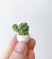 Thuys Mini Cactus - Leuk voor in het kantoor