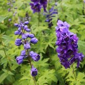 6x Delphinium Pacific ‘Black Knight’ - Ridderspoor - Pot 9x9 cm