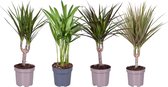 Kamerplanten van Botanicly – 4 × verschillende kleine kamerplanten – Hoogte: 40 cm – Botanic mix S