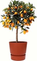 Fruitgewas van Botanicly – Citrus Kumquat in roodbruin ELHO plastic pot als set – Hoogte: 75 cm