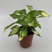 Moerings - Terrariumplant - 6x Alternanthera bettzickiana