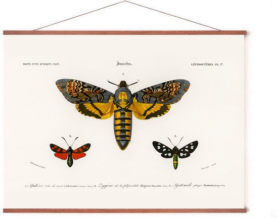 Poster In Posterhanger - Vlinders & Motten - 50x70 cm - Kader Hout - Ophangsysteem - Dieren - Retro Illustratie - Vintage