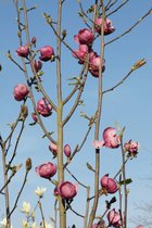 Jonge Beverboom | Magnolia 'Black Tulip' Struikvorm | 80-100cm hoogte Struikvorm