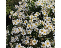 6x Aster ageratoides 'Ashvi' - Herfstaster - Po 9x9 cm