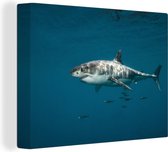 Canvas Schilderij Witte haai - 80x60 cm - Wanddecoratie