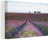 Canvas Schilderij Lavendel - Bloemen - Natuur - 60x40 cm - Wanddecoratie