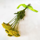 Asparagus Plant met Sieroverpot 14cm pot.