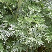 6x Artemisia 'Powis Castle' - Bijvoet - Pot 9x9 cm