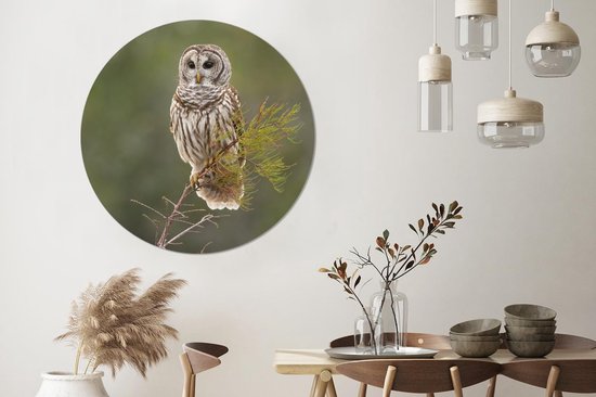 WallCircle - Wall Circle - Wall Circle Indoor - Hibou - Vogel - Branche - 140x140 cm - Décoration murale - Peintures Ronds