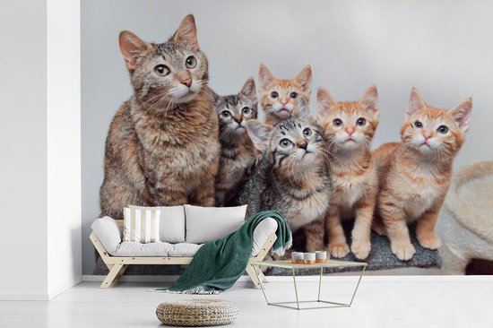 Papier peint photo peint photo vinyle - Chatons curieux largeur 330 cm x hauteur 220 cm - Tirage photo sur papier peint (disponible en 7 tailles)