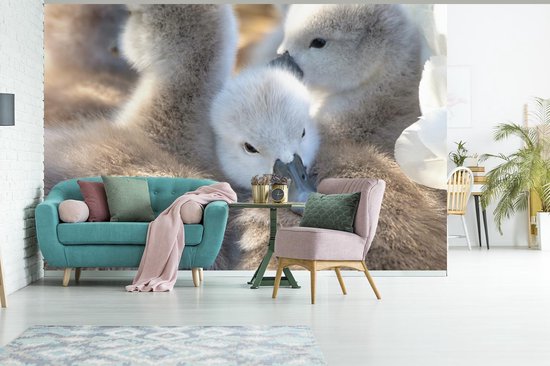 Papier peint Papier peint photo vinyle - Câlins bébés cygnes largeur 360 cm x hauteur 240 cm - Tirage photo sur papier peint (disponible en 7 tailles)