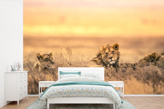 Papier peint photo vinyle - Lion et lionne couchés dans l'herbe largeur 600 cm x hauteur 400 cm - Tirage photo sur papier peint (disponible en 7 tailles)
