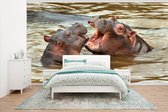 Papier peint photo peint photo vinyle - Hippopotames dans l'eau largeur 535 cm x hauteur 300 cm - Tirage photo sur papier peint (disponible en 7 tailles)