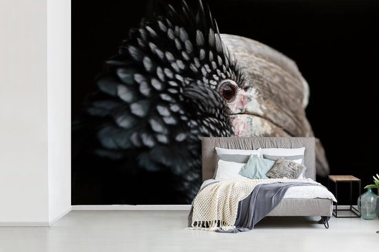 Papier peint photo peint photo vinyle - Calao à oreilles argentées gros plan sur fond noir largeur 360 cm x hauteur 240 cm - Tirage photo sur papier peint (disponible en 7 tailles)