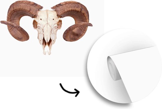 Papier peint photo vinyle - Un crâne de mouton sur fond blanc largeur 280 cm x hauteur 280 cm - Tirage photo sur papier peint (disponible en 7 tailles)