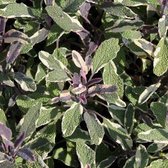 6x Salvia officinalis ‘Tricolor’ - Echte salie - Pot 9x9 cm