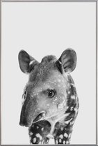JUNIQE - Poster met kunststof lijst Tapir Classic -30x45 /Wit & Zwart