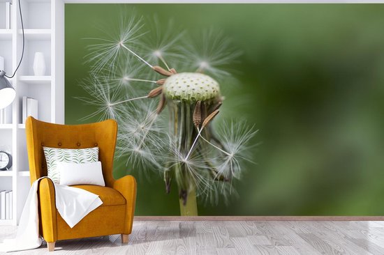 Papier peint photo peint vinyle - Pissenlit perdant ses graines largeur 525 cm x hauteur 350 cm - Tirage photo sur papier peint (disponible en 7 tailles)