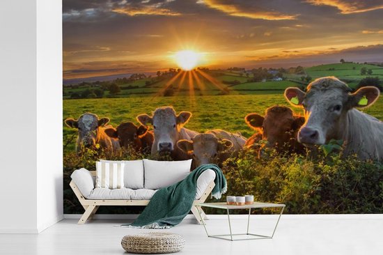 Papier peint photo peint vinyle - Coucher de soleil sur un troupeau de vaches largeur 390 cm x hauteur 260 cm - Tirage photo sur papier peint (disponible en 7 tailles)