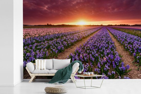 Papier peint photo peint vinyle - Jacinthes en paysage néerlandais largeur 330 cm x hauteur 220 cm - Tirage photo sur papier peint (disponible en 7 tailles)