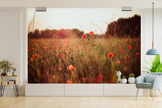 Papier peint photo vinyle - Champ d'herbes hautes et coquelicots au coucher du soleil largeur 600 cm x hauteur 400 cm - Tirage photo sur papier peint (disponible en 7 tailles)