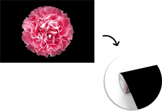 Papier peint photo peint photo vinyle - Oeillet rose sur fond noir largeur 360 cm x hauteur 240 cm - Tirage photo sur papier peint (disponible en 7 tailles)