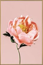 JUNIQE - Poster met kunststof lijst Coral Peony -40x60 /Roze