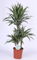 Kamerplant van Botanicly – Drakenboom – Hoogte: 90 cm – Dracaena fragr. Warneckii