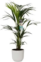Kamerplant van Botanicly – Kentiapalm  in witte ELHO plastic pot als set – Hoogte: 100 cm – Howea forsteriana Kentia