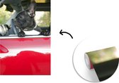 Papier peint vinyle - Un bouledogue français dans une voiture rouge largeur 190 cm x hauteur 280 cm - Tirage photo sur papier peint (disponible en 7 tailles)