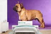 Behang - Fotobehang Franse Bulldog - Bruin - Paars - Breedte 450 cm x hoogte 300 cm