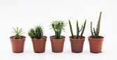 Ikhebeencactus | Euphorbia cactus mini mix | 5 stuks | 5,5cm pot | Speciale mix deal |