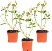 3x Vaccinium Corymbosum 'Bluecrop' - Blauwe Bes - Buitenplant - Groenblijvend - ⌀9 cm - ↕25-35 cm