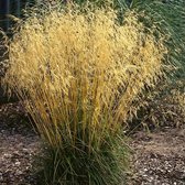 Deschampsia cespitosa 'Goldtau' - Ruwe Smele - Planthoogte: 20 cm - Pot Ø 11 cm (1 liter)