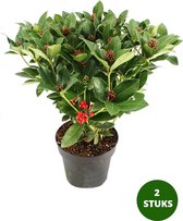 Skimmia Japonica 'Red Riding Hood' - winterharde vast plant - zeer rijkbloeiend - potmaat Ø13 - hoogte 20-30cm