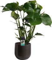 Monstera / Gatenplant in sierpot - hoogte ↕80 cm