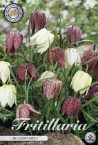 15 x Fritillaria | Meleagris (Kievitsbloem)