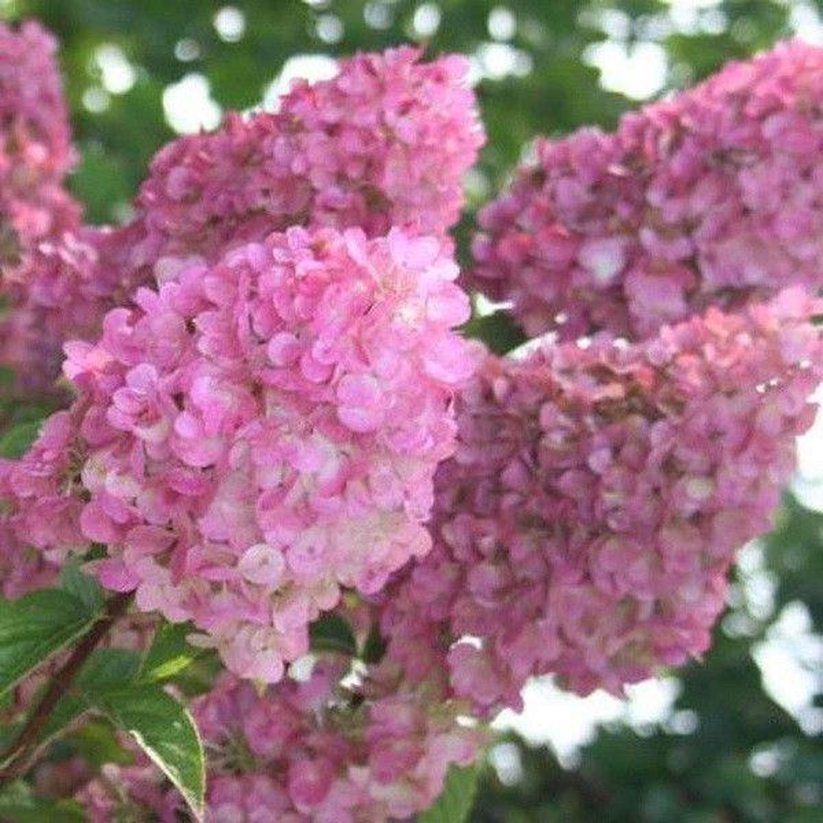 1x Hydrangea paniculata 'Sundae Fraise'® - Hortensia - Planthoogte 30-40 cm in pot