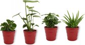 Set van 4 Kamerplanten - Aloe Vera & Peperomia Green Gold & Coffea Arabica & Monstera Deliciosa - ± 25cm hoog - 12cm diameter - in rode pot